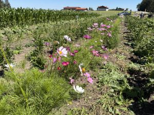 Blumenacker 2026