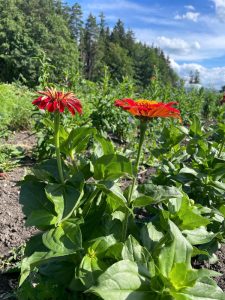 Blumenacker 2026