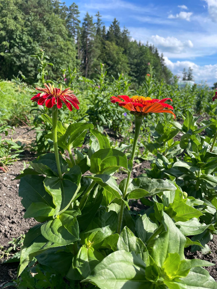 Blumenacker 2026
