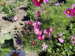 Blumenacker 2026