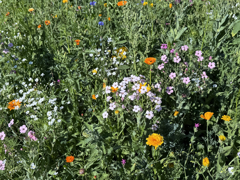 Blumenacker 2026